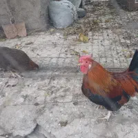 خروس گلین و مرغ محلی|حیوانات مزرعه|تاکستان, |دیوار