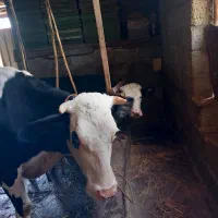 گاو و گوساله