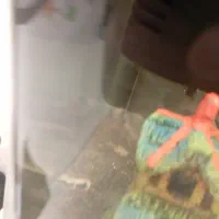 کوی معاوضه با هر نوع ماهی