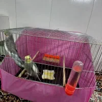 دوعددعروس هلندی نر|پرنده|قم, شهرک مهدیه (مدرس)|دیوار