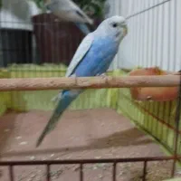 مرغ عشق جفت خوش رنگ و خوش صدا