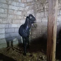 بز برای فروش گوسفند