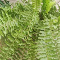 گل لیندا ..یاس هلندی|گل و گیاه طبیعی|ورامین, ورامین|دیوار