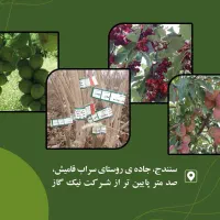 نهالستان حدیث