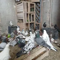 کفتر پرشی وساعتی