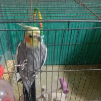 عروس هلندی نر سخنگو