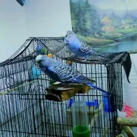 مرغ عشق انگلیسی|پرنده|بابل, |دیوار