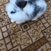 خرگوش بازیگوش|موش و خرگوش|قشم, |دیوار