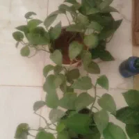 گل پتوس سبز