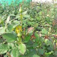 فروش رز و نهال تهران پاکدشت|گل و گیاه طبیعی|پاکدشت, پاکدشت (مامازند)|دیوار