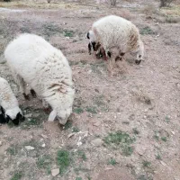حیوانات مزرعه