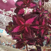 گل و گیاه طبیعی