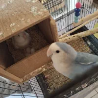 طوطی برزیلی مولد یک ساله|پرنده|تهران, مشیریه|دیوار