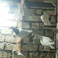 کفتربوم زدوخوردی کفترچاشنی بازی دانه۴۰۰|پرنده|گلمکان, |دیوار