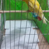 قناری نر|پرنده|صومعه‌سرا, |دیوار