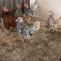 فروش تخم نطفه دار مرغ مینیاتوری سبرایت
