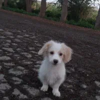 سگ شیتزو مالتیز