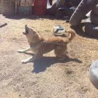 سگ نگهبان|سگ|گل تپه, |دیوار