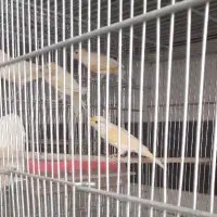 قناری فروشی دربهار|پرنده|بهار, |دیوار