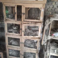 جفتگاه چوبی کبوتر|لوازم جانبی حیوانات|طرقبه, |دیوار