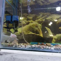 ماهی گیاه خوارآکواریوم|ماهی|الوند, |دیوار