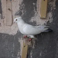 دم سبز نر کاکلی پرشی