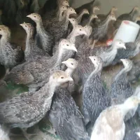 150عدد بوقلمون 35روزه.یک جفت 7ماهه.70عدد 50روزه