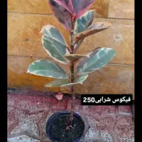 گل‌های خاص|گل و گیاه طبیعی|اردبیل, |دیوار