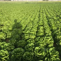 اجاره زمین کشاورزی ۵ هکتاری با ۱/۳ هکتار گلخانه|اجارهٔ دفتر صنعتی، کشاورزی، تجاری|نظرآباد, شهرک صنعتی سپهر|دیوار