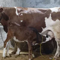 گاو سیمینتال