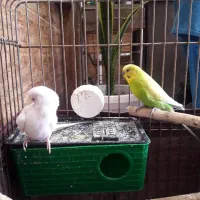 جفت مرغ عشق|پرنده|رشت, فلسطین|دیوار