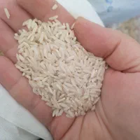 طارم گرگان|خوردنی و آشامیدنی|قم, آذر (نکویی)|دیوار