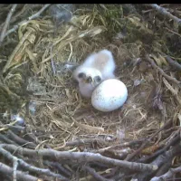 جوجه عروس هلندی