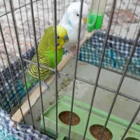 یک جفت مرغ عشق