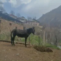 حیوان اهلی|حیوانات مزرعه|مرزنآباد, |دیوار