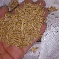 گندم