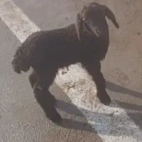 بره شیری ماده