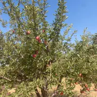 فروش باغ شهری کودیان|فروش دفتر صنعتی، کشاورزی، تجاری|شیراز, کودیان|دیوار