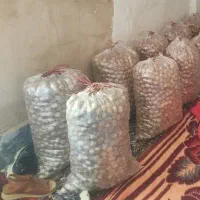گردو کهمان درجه یک مغز سفید