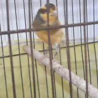 قناری نر|پرنده|برخوار, |دیوار