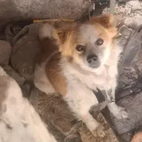 سگ پا کوتاه