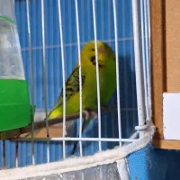 مرغ عشق انگلیسی مولد به شرط|پرنده|گرگان, |دیوار