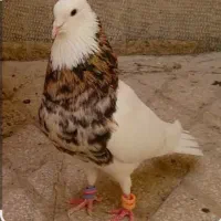 گروه بازارخریدوفروش کبوتروپرندگان زینتی