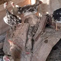 جوجه گلین