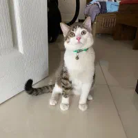 واگذاری رایگان گربه