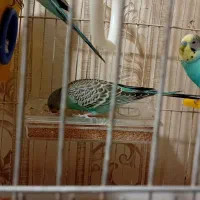 4 عدد مرغ عشق