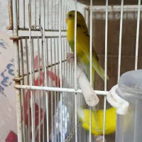 جوجه مرغ عشق