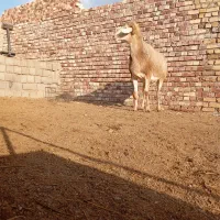 قوچ بخته 4دندان درجه یک|حیوانات مزرعه|تربت جام, جامرود|دیوار