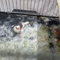 فنچ|پرنده|اسفراین, |دیوار