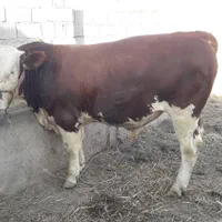 تلقیح مصنوعی گاو و دامپزشکی|خدمات پیشه و مهارت|گنبد کاووس, |دیوار